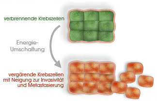 TAVARLIN Invasivität Metastasierung