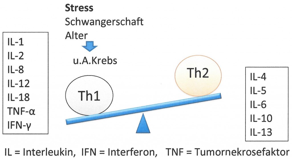 Th1-Th2 Balance0002