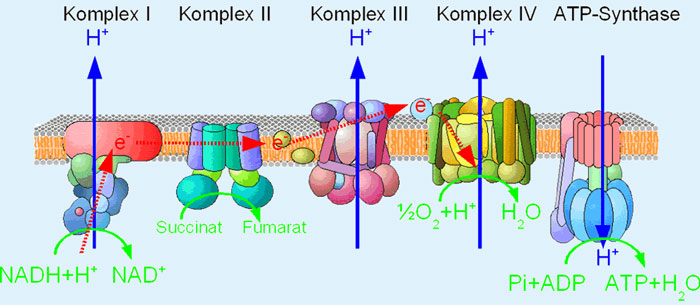 atmungskettbeschr